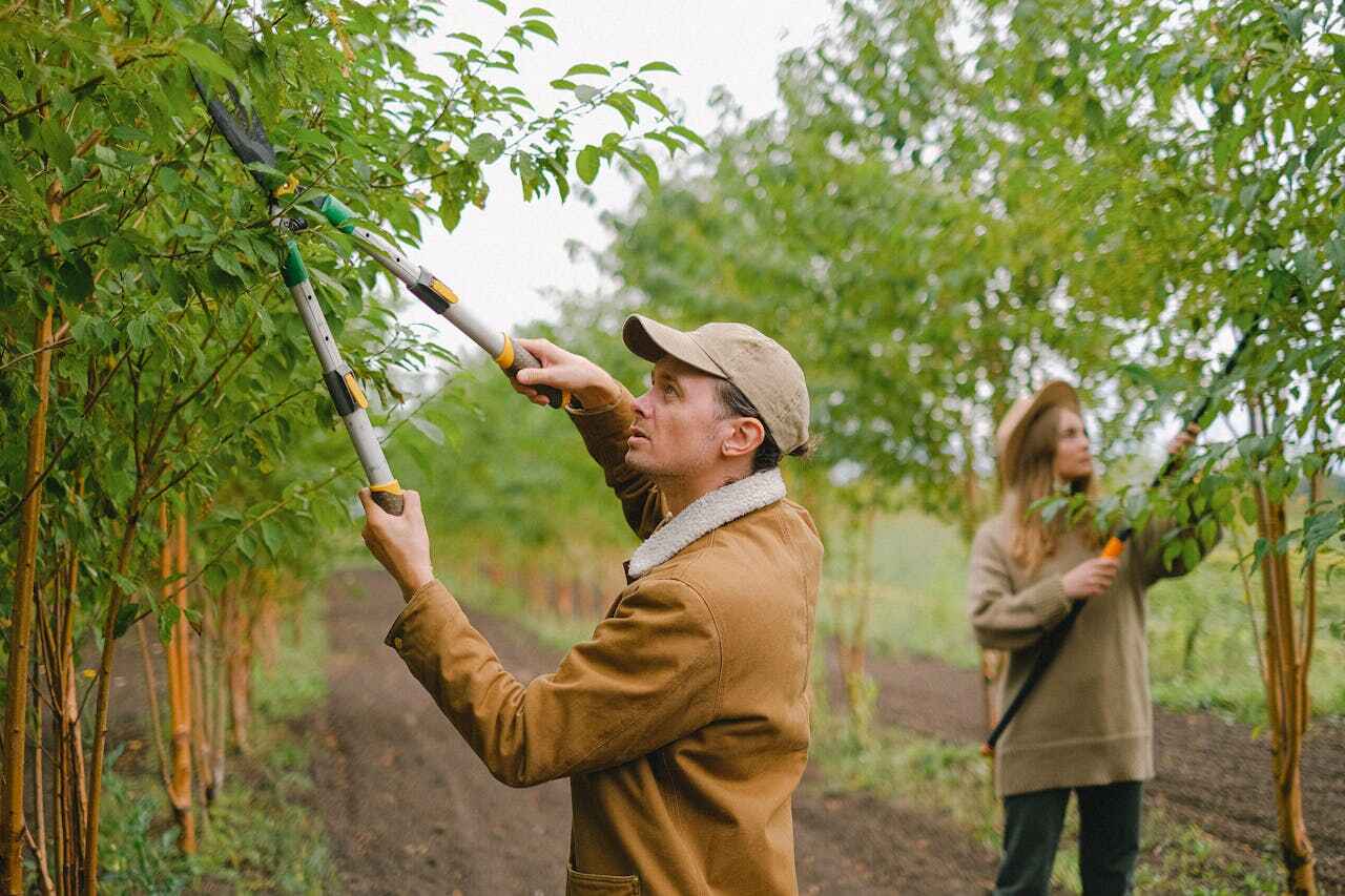 Best Tree Trimming Near Me  in Monroe, MI